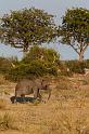 122 Okavango Delta, olifantje